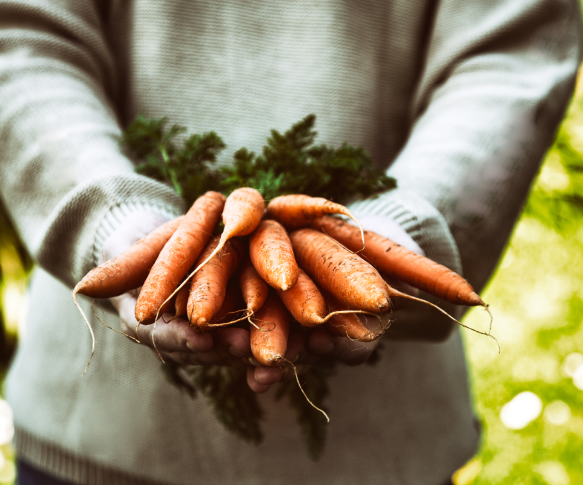 carrot